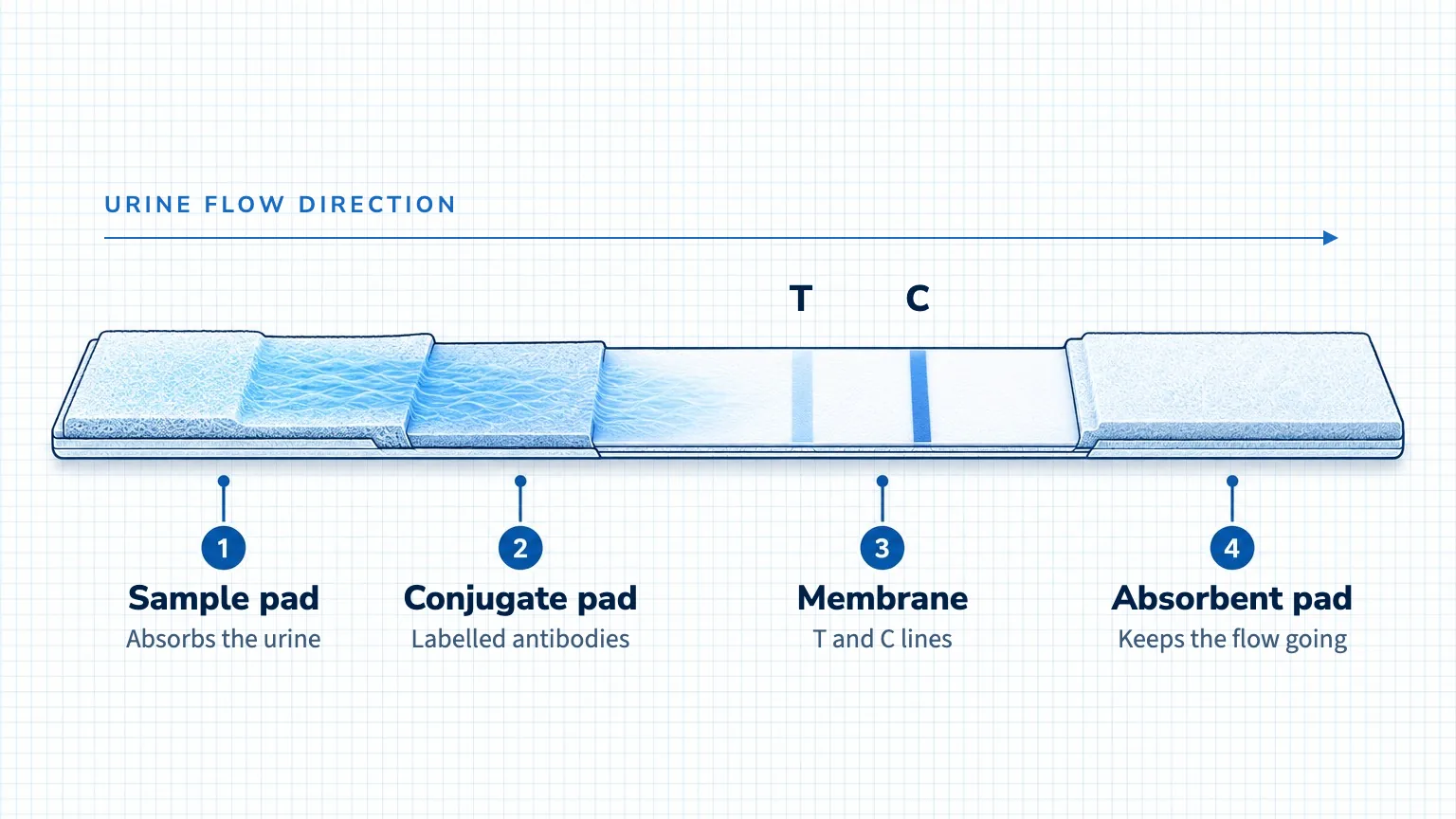 Structure of a lateral flow test strip: sample pad, conjugate pad, membrane with the T and C lines, and absorbent pad
